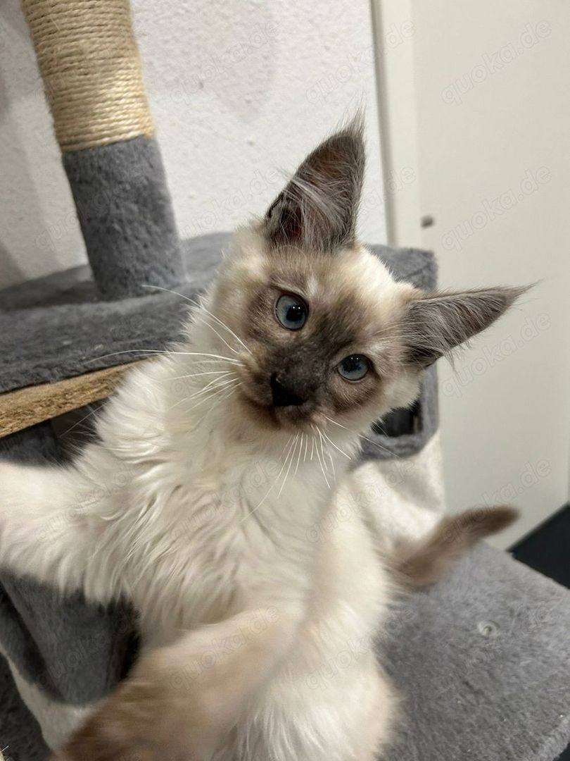 Maine Coon Kitten Weiß/grau/braun mit blauen Augen