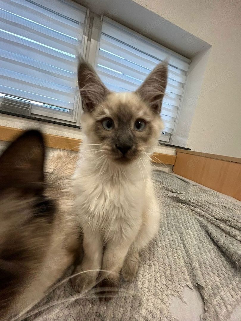 Maine Coon Kitten Weiß/grau/braun mit blauen Augen