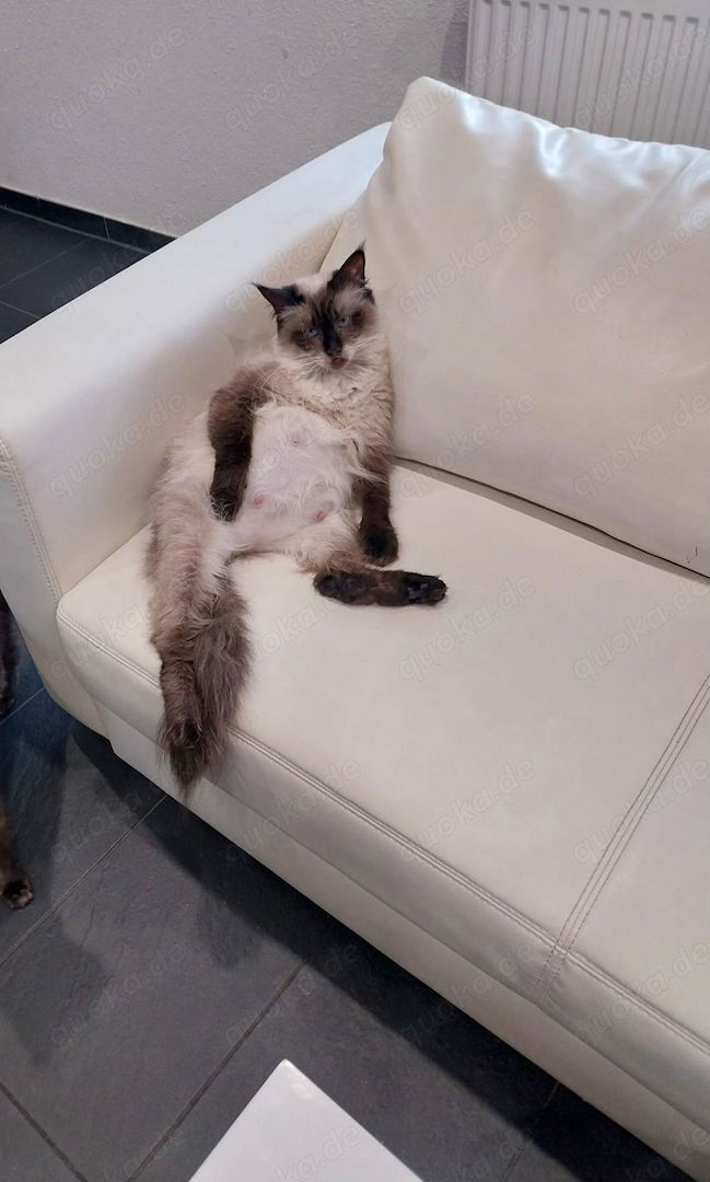 Maine Coon Kitten Weiß/grau/braun mit blauen Augen