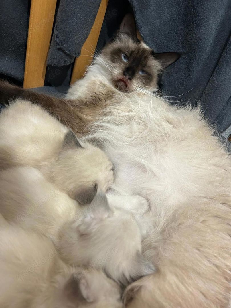 Maine Coon Kitten Weiß/grau/braun mit blauen Augen