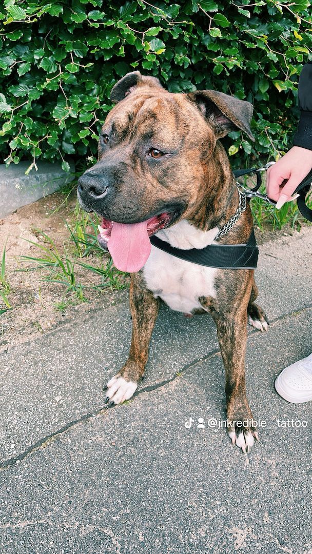 Schweren Herzen abzugeben Schweren Herzen abzugeben