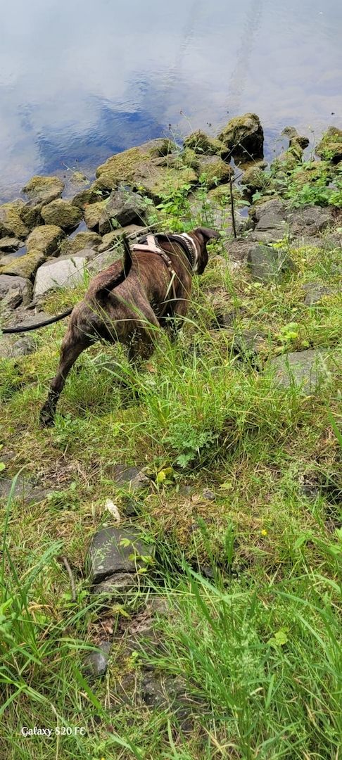 Schweren Herzen abzugeben Schweren Herzen abzugeben