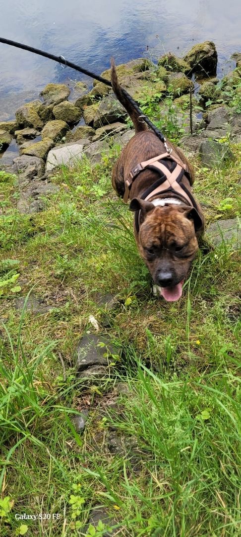 Schweren Herzen abzugeben Schweren Herzen abzugeben