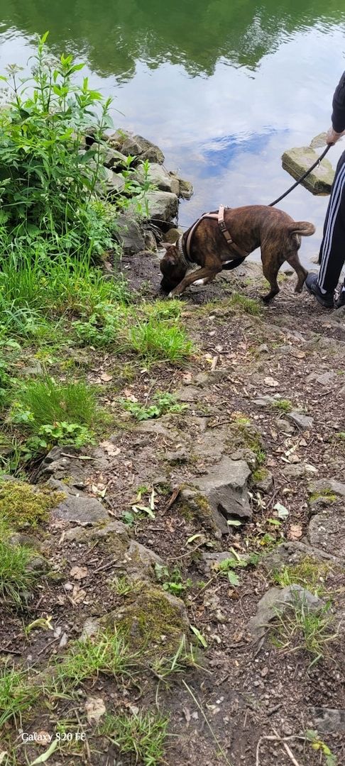 Schweren Herzen abzugeben Schweren Herzen abzugeben