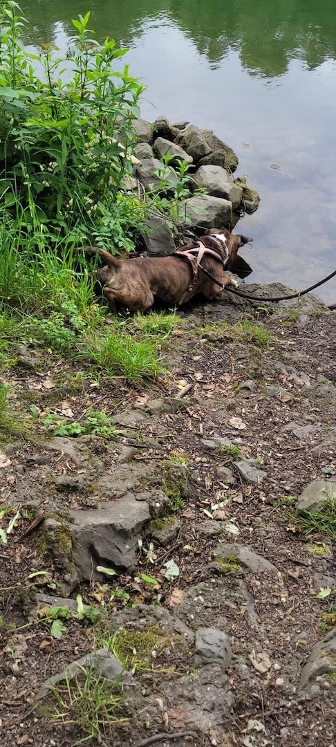 Schweren Herzen abzugeben Schweren Herzen abzugeben