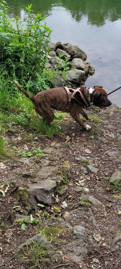 Schweren Herzen abzugeben Schweren Herzen abzugeben