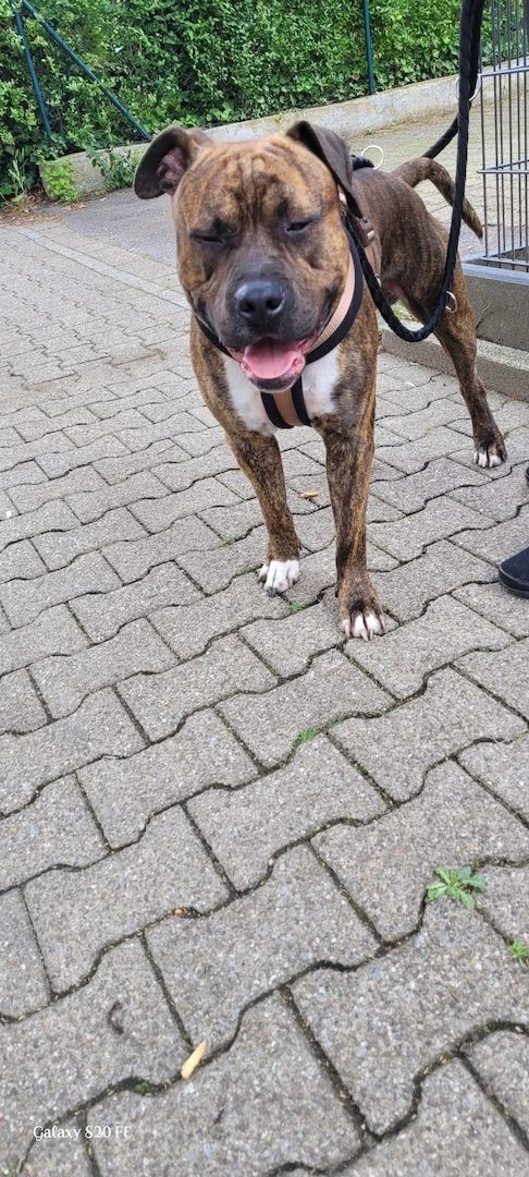 Schweren Herzen abzugeben Schweren Herzen abzugeben