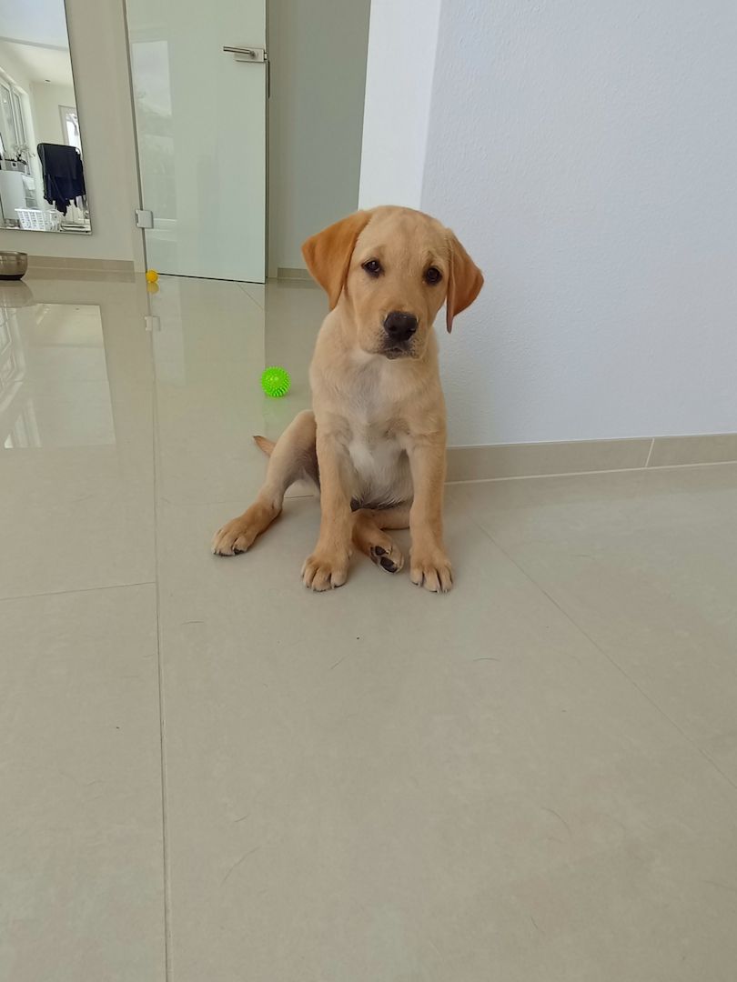 Reinrassige Labrador Welpen Abgabebereit