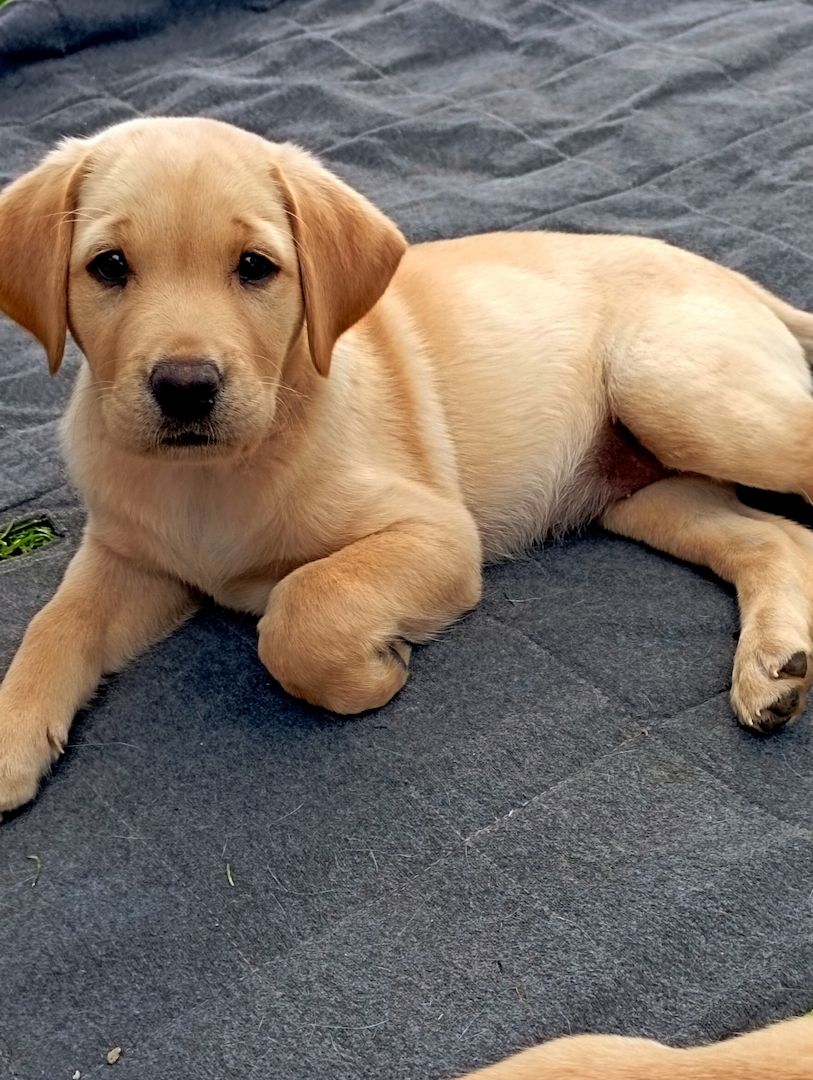 Reinrassige Labrador Welpen Abgabebereit