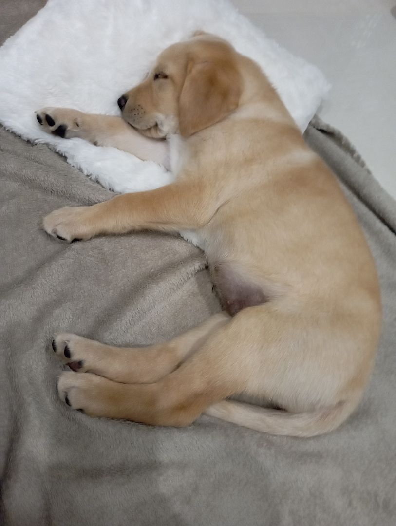 Reinrassige Labrador Welpen Abgabebereit