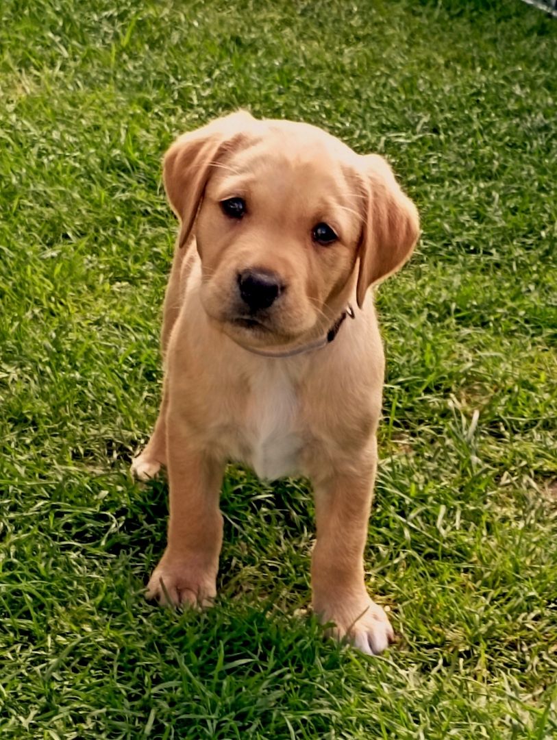 Reinrassige Labrador Welpen Abgabebereit