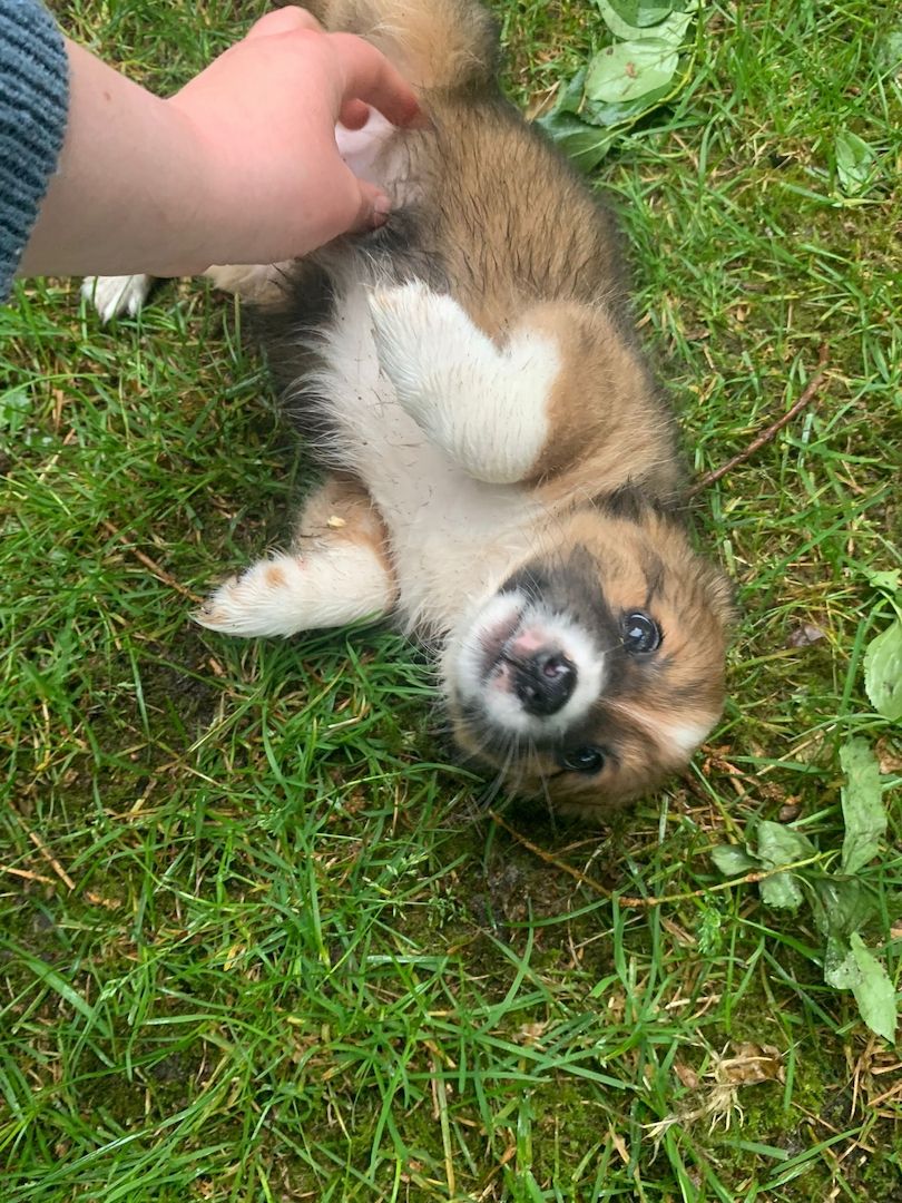 Border Collie- Havaneser (Mix) Welpen