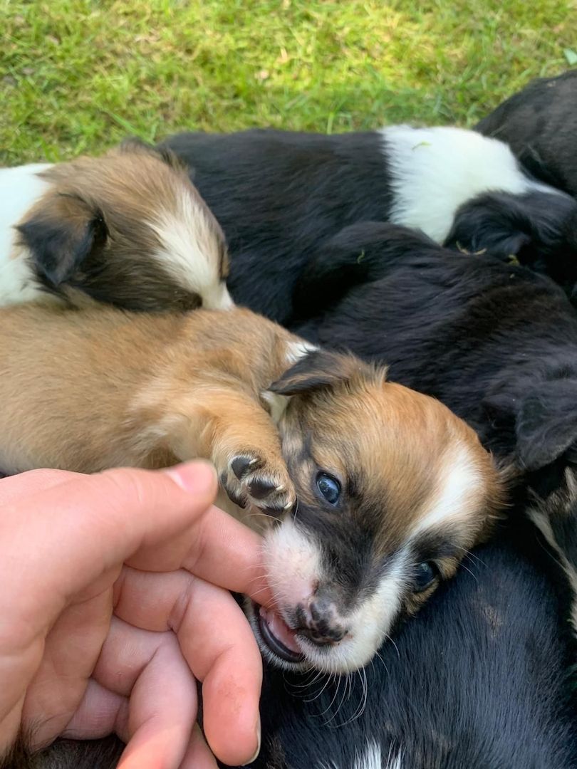 Border Collie- Havaneser (Mix) Welpen