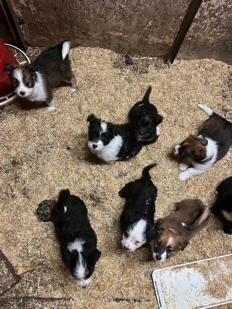 Border Collie- Havaneser (Mix) Welpen