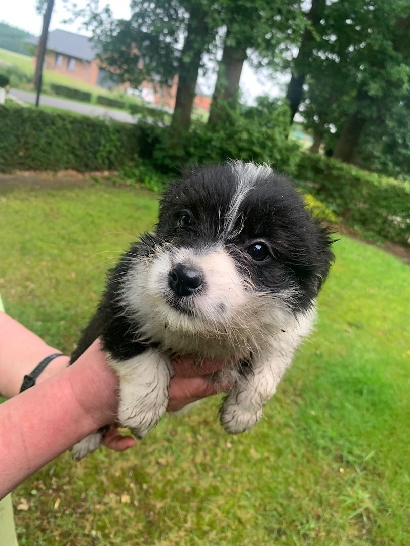 Border Collie- Havaneser (Mix) Welpen
