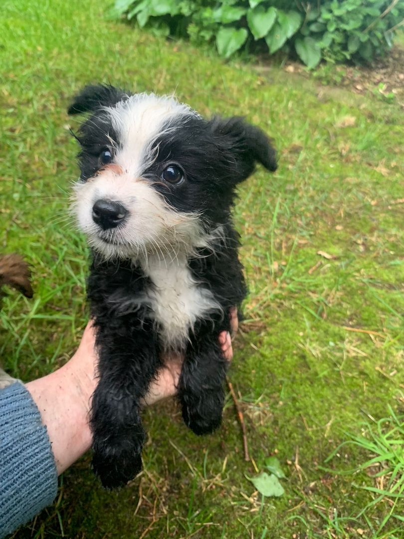 Border Collie- Havaneser (Mix) Welpen