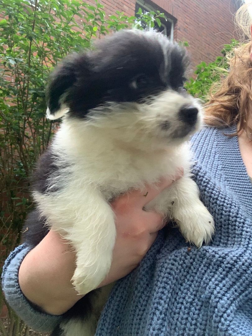 Border Collie- Havaneser (Mix) Welpen