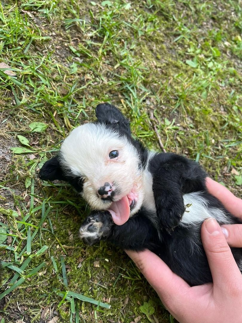 Border Collie- Havaneser (Mix) Welpen