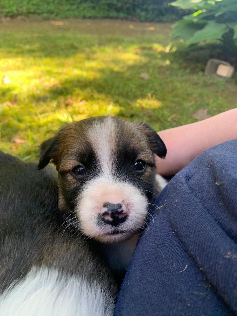 Border Collie- Havaneser (Mix) Welpen