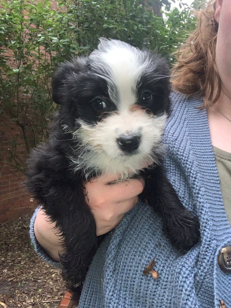 Border Collie- Havaneser (Mix) Welpen