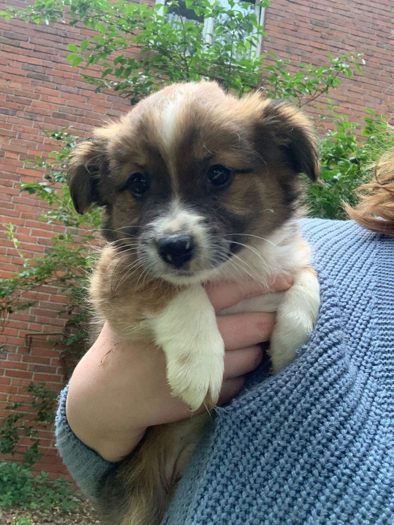 Border Collie- Havaneser (Mix) Welpen