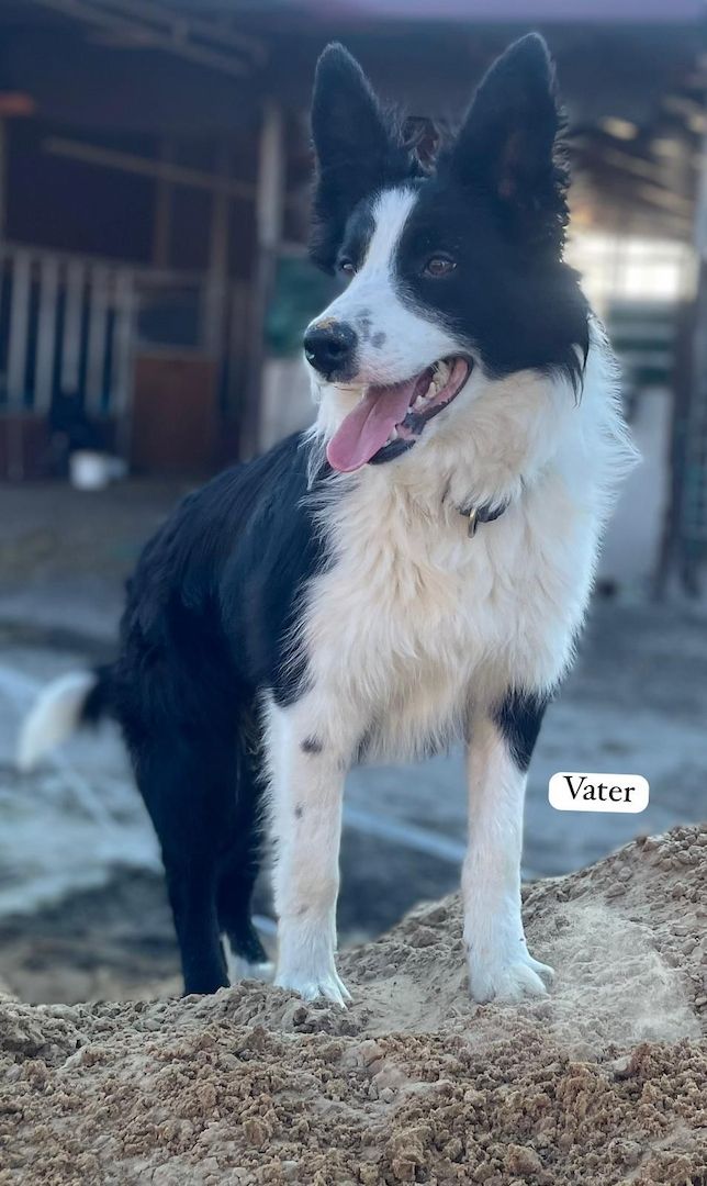 Border Collie- Havaneser (Mix) Welpen