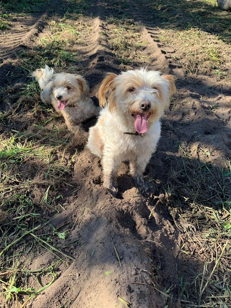 Border Collie- Havaneser (Mix) Welpen