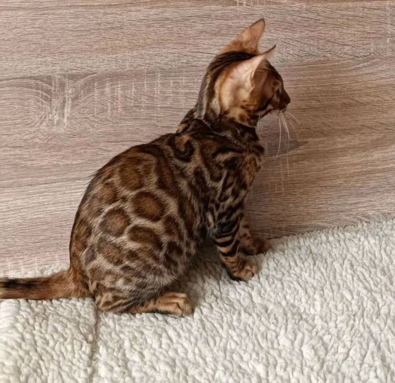 Bengalisches Kätzchen.