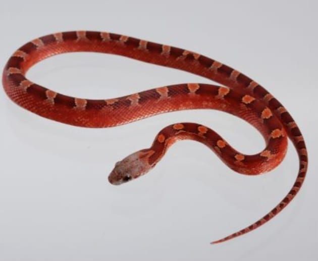 Weibliche Kornnatter