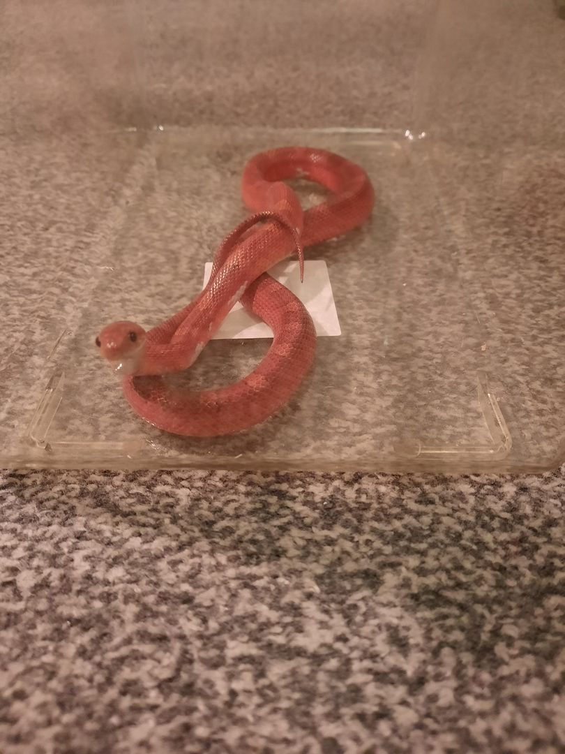 Weibliche Kornnatter