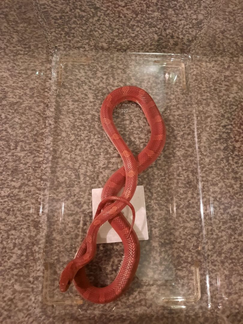 Weibliche Kornnatter