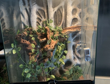 Exo Terra Terrarium