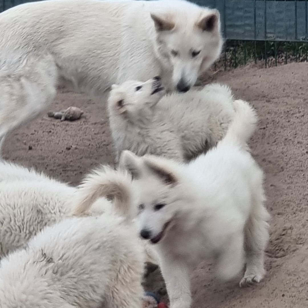 Weisser Schweizer Schäferhund Welpen Weisser Schweizer Schäferhund Welpen