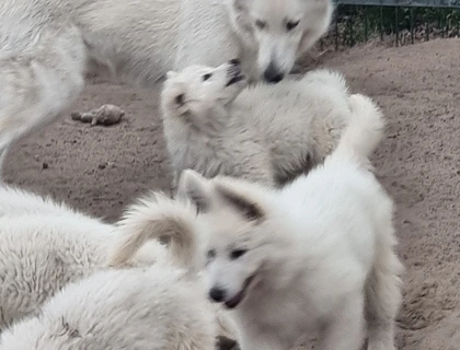 Weisser Schweizer Schäferhund Welpen