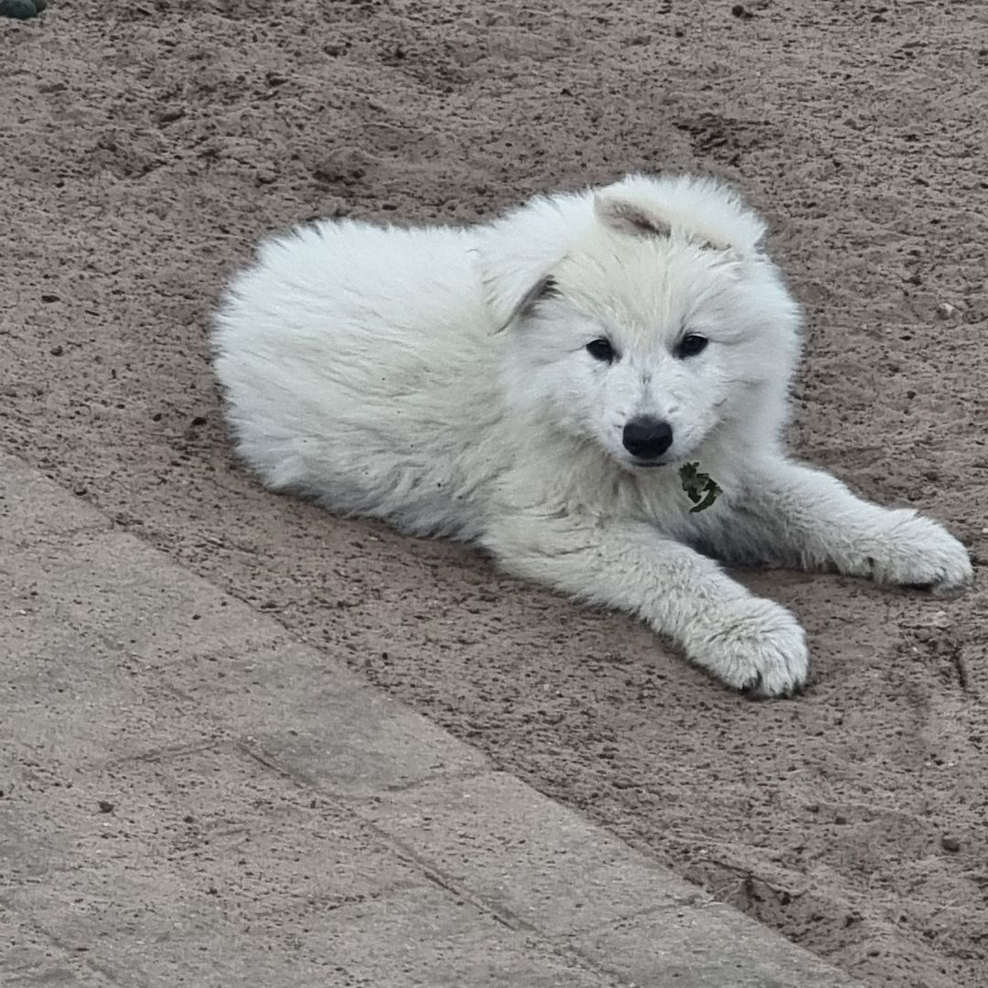 Weisser Schweizer Schäferhund Welpen Weisser Schweizer Schäferhund Welpen