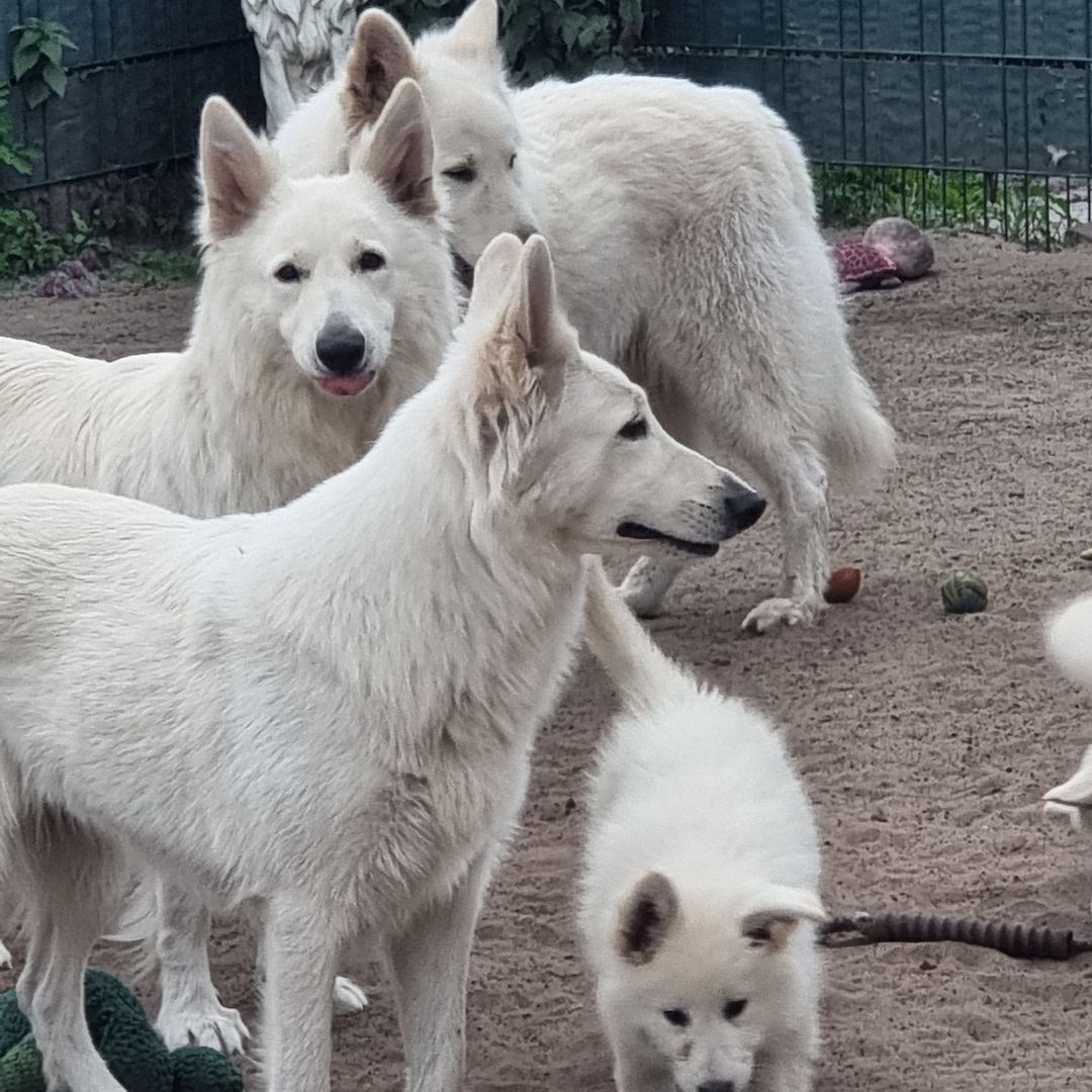 Weisser Schweizer Schäferhund Welpen Weisser Schweizer Schäferhund Welpen