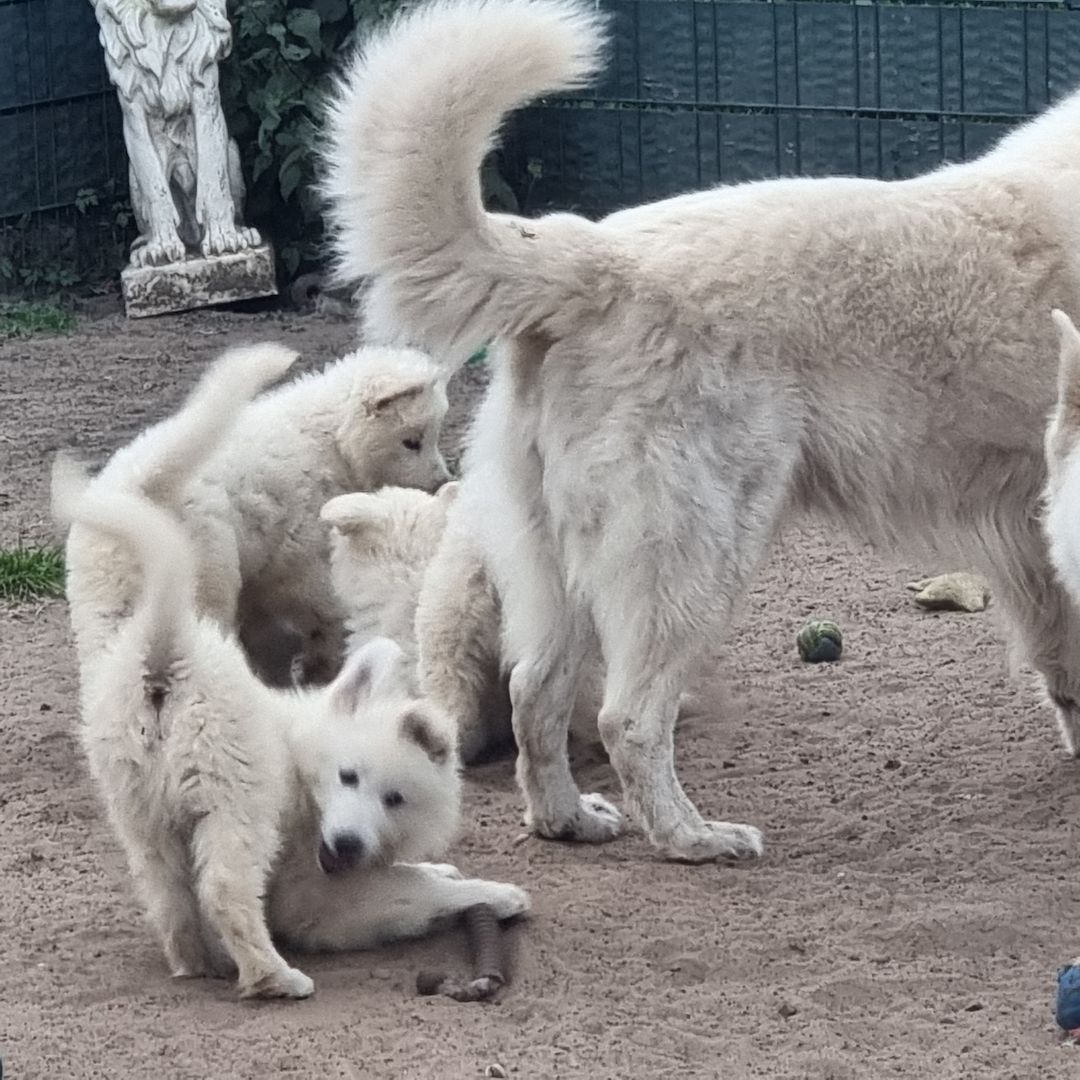 Weisser Schweizer Schäferhund Welpen Weisser Schweizer Schäferhund Welpen