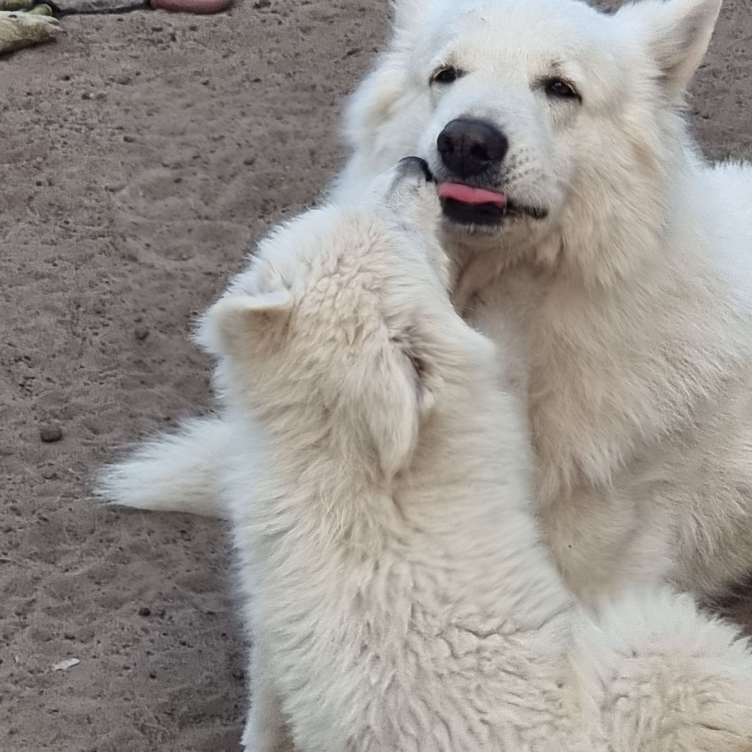 Weisser Schweizer Schäferhund Welpen Weisser Schweizer Schäferhund Welpen