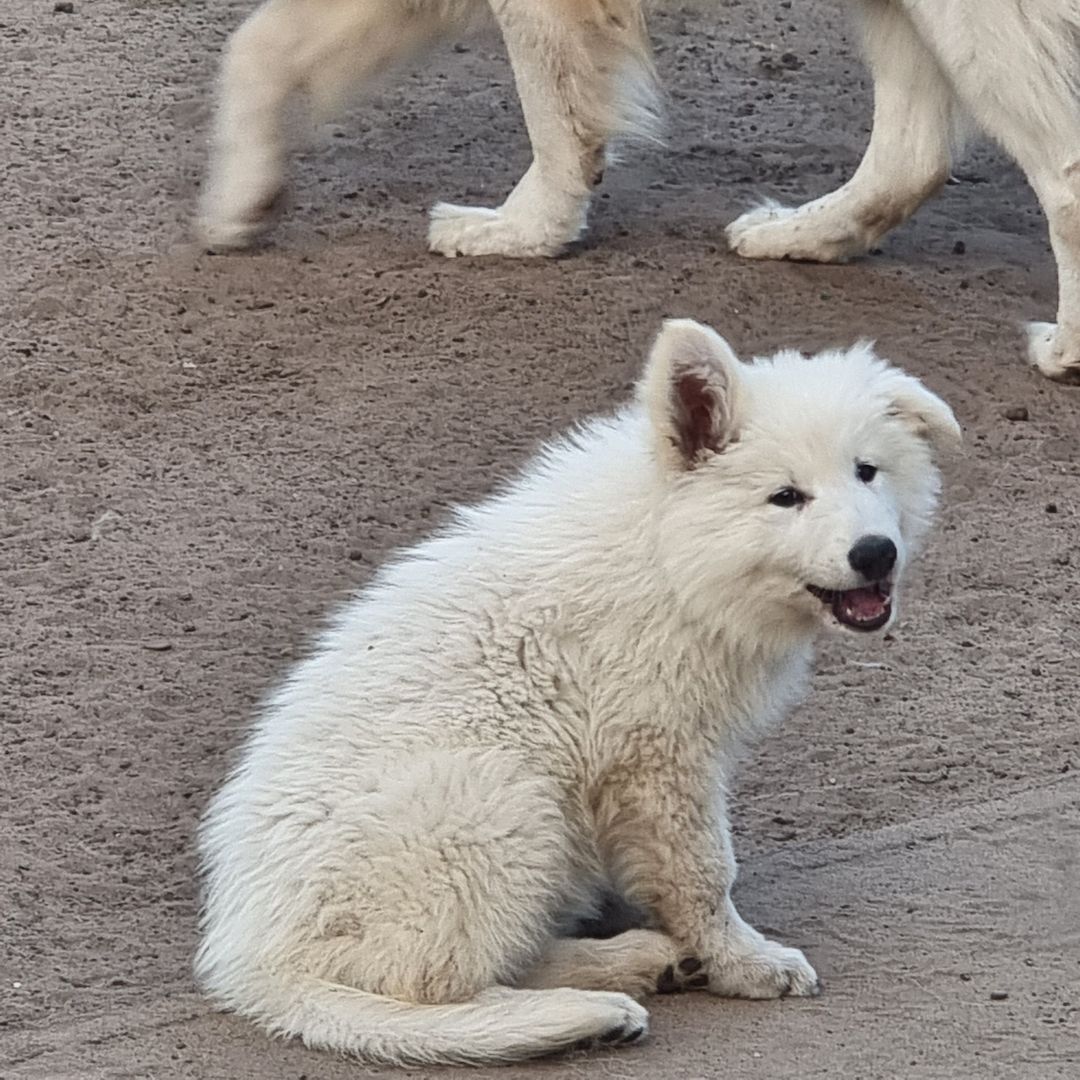 Weisser Schweizer Schäferhund Welpen Weisser Schweizer Schäferhund Welpen