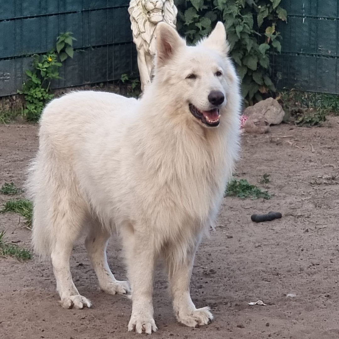 Weisser Schweizer Schäferhund Welpen Weisser Schweizer Schäferhund Welpen
