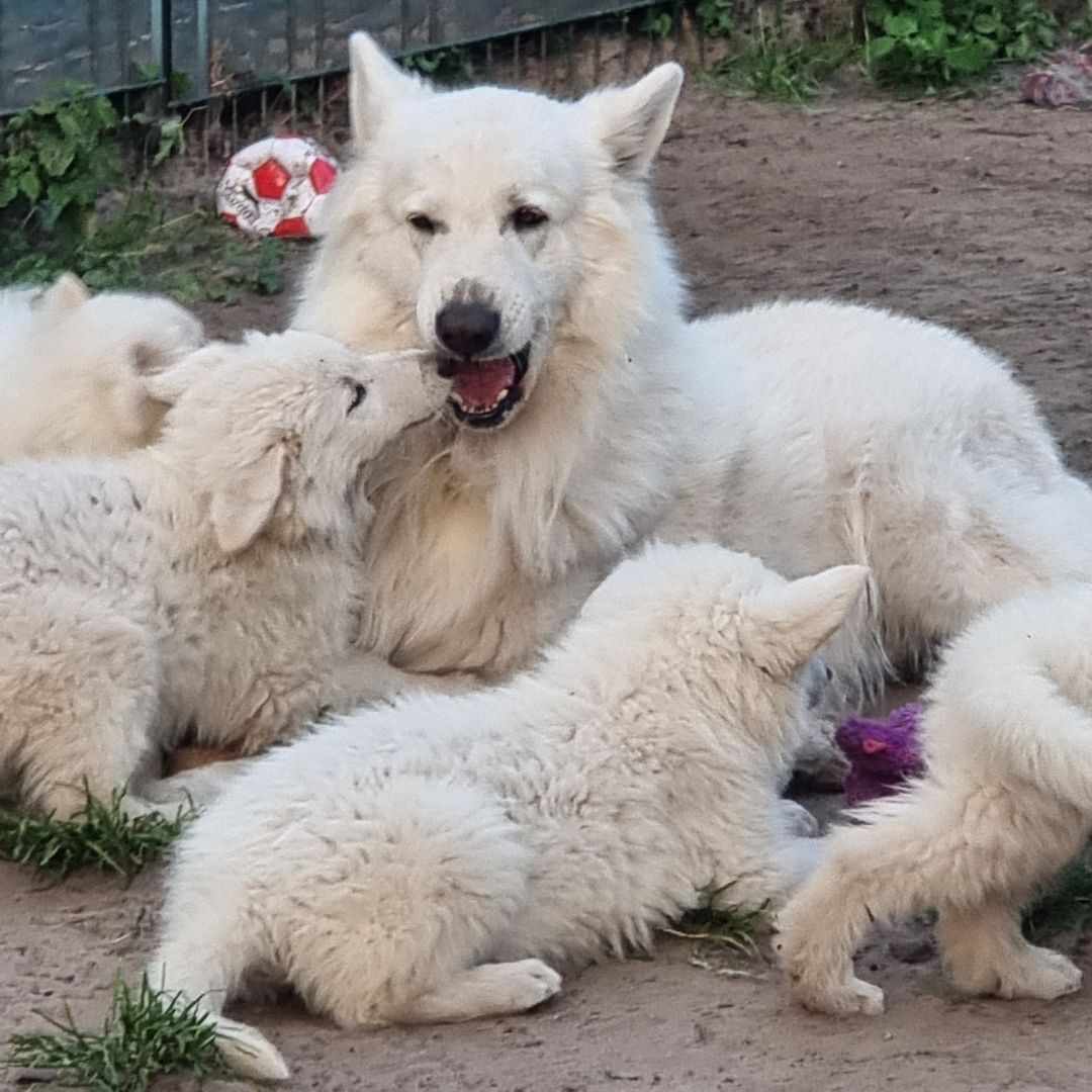 Weisser Schweizer Schäferhund Welpen Weisser Schweizer Schäferhund Welpen