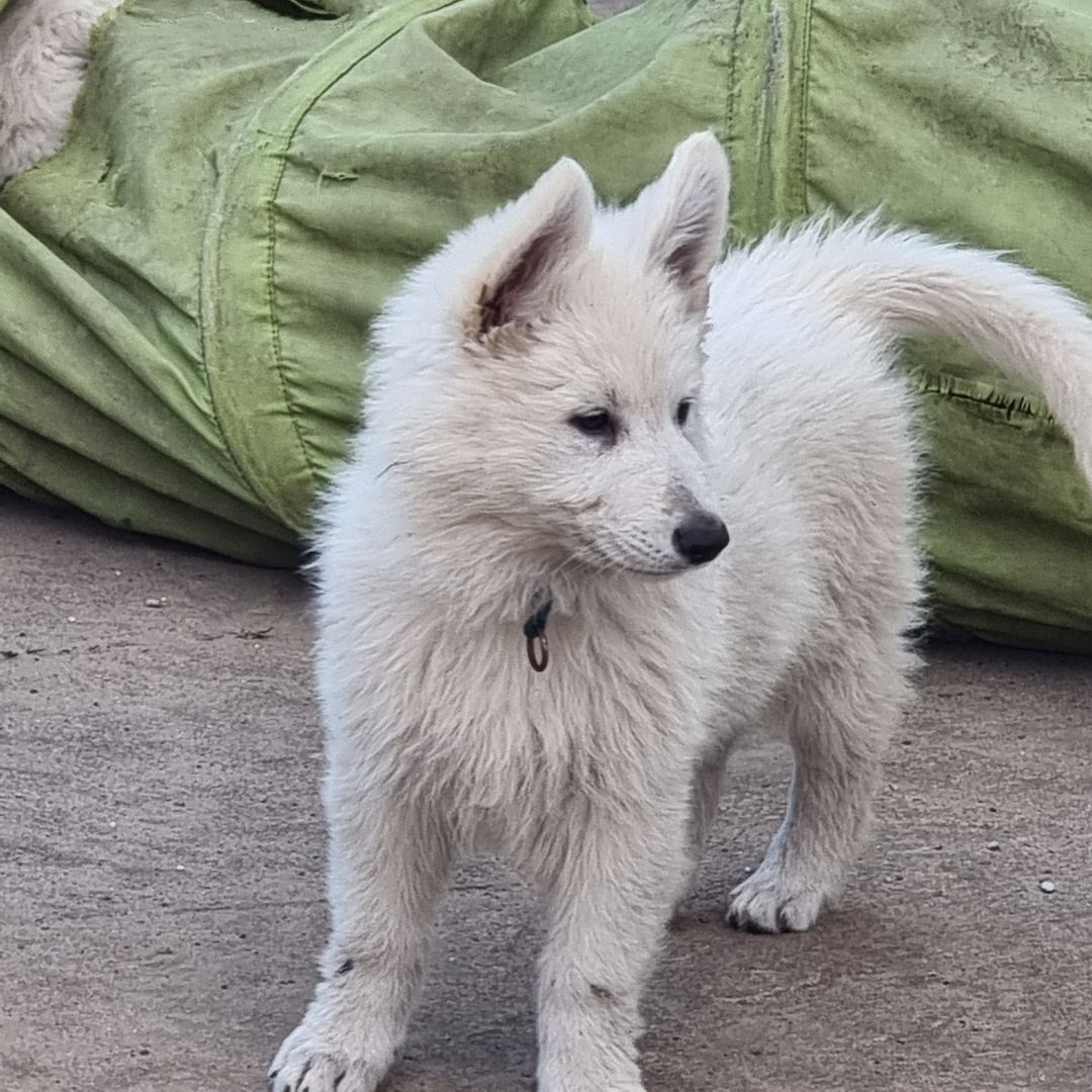 Weisser Schweizer Schäferhund Welpen Weisser Schweizer Schäferhund Welpen