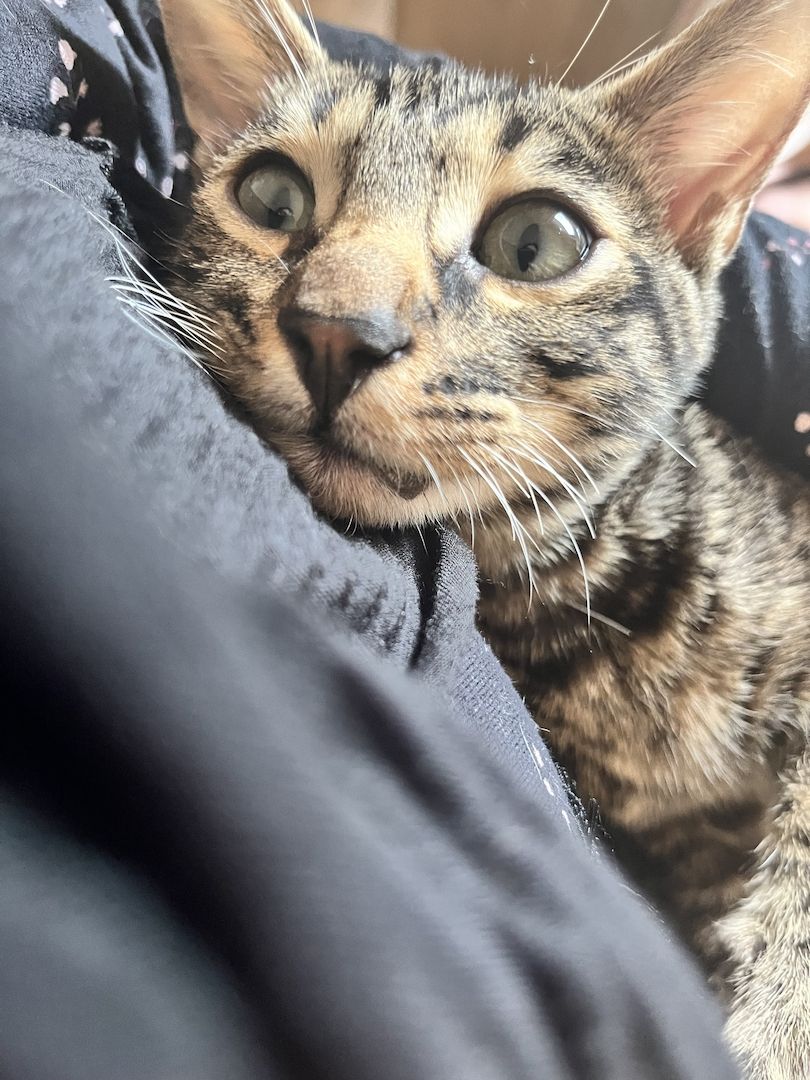 Bengal Katerchen