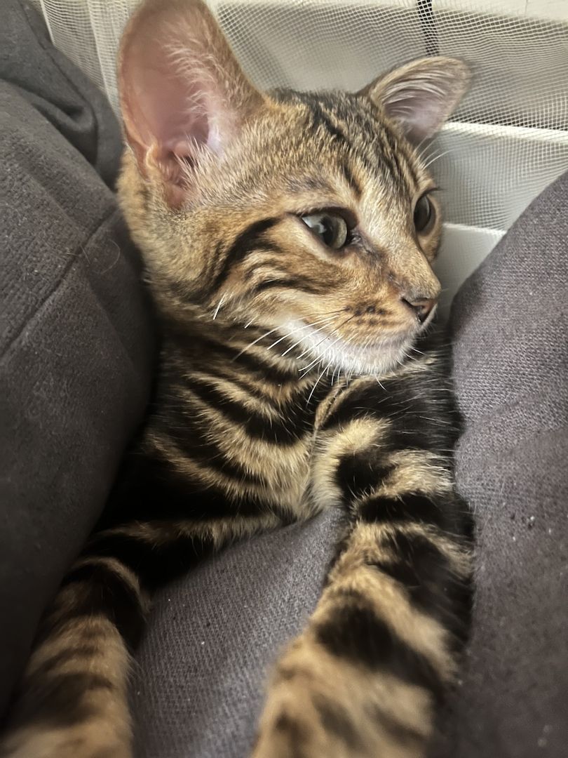 Bengal Mädchen