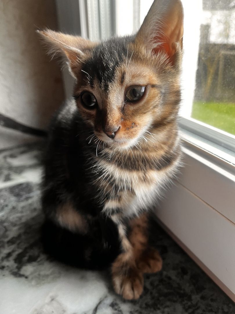 Bengal Mädchen