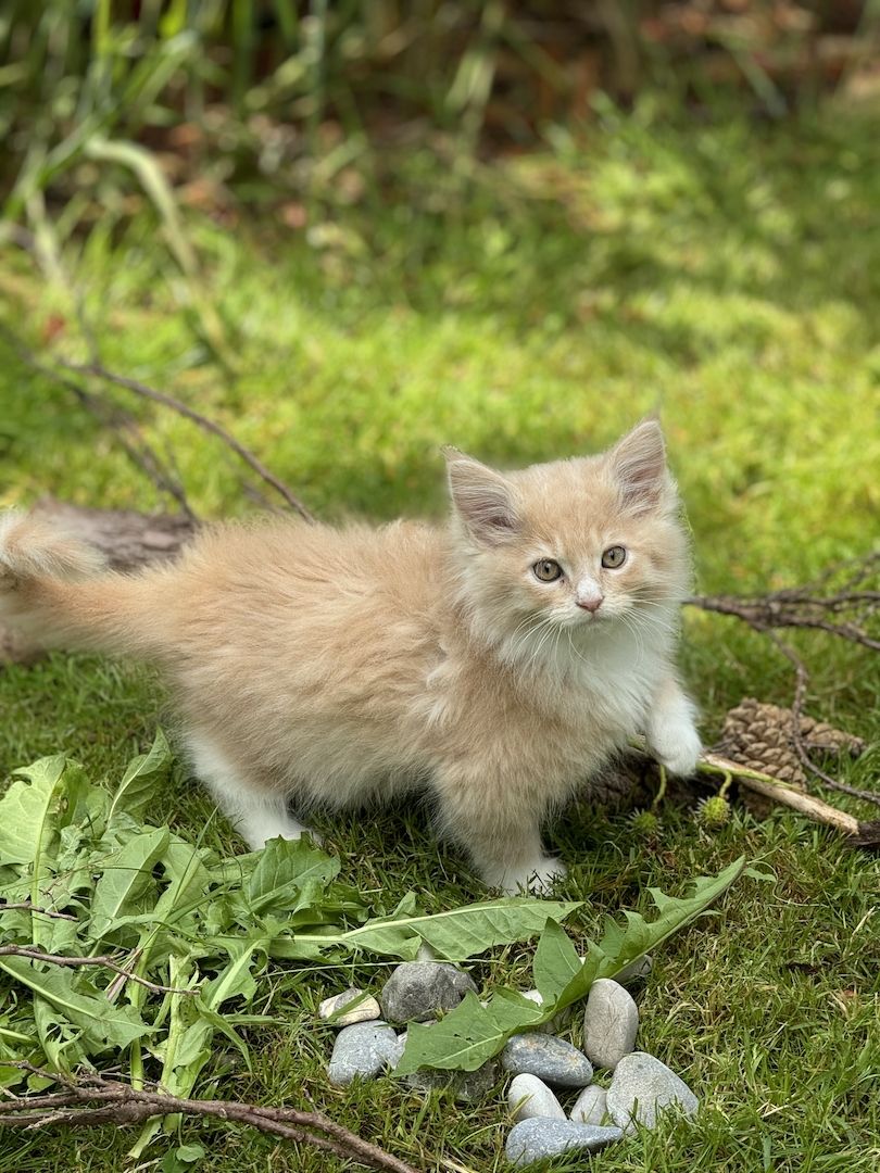 Maine Coon Kitten
