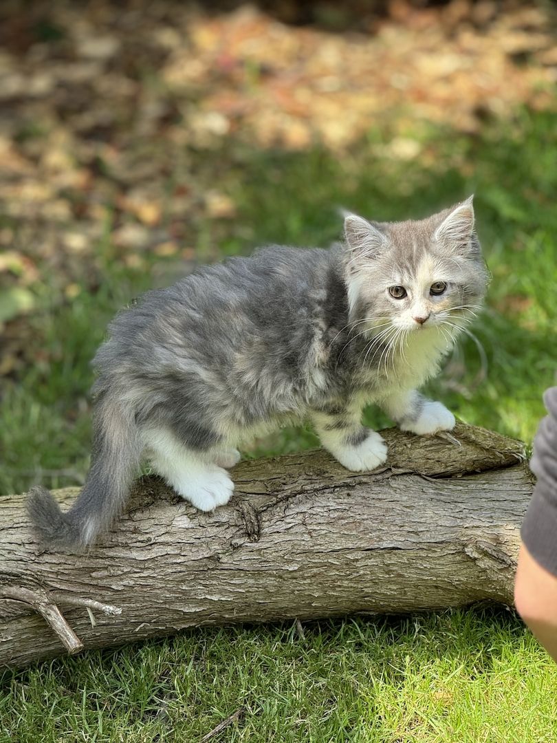 Maine Coon Kitten