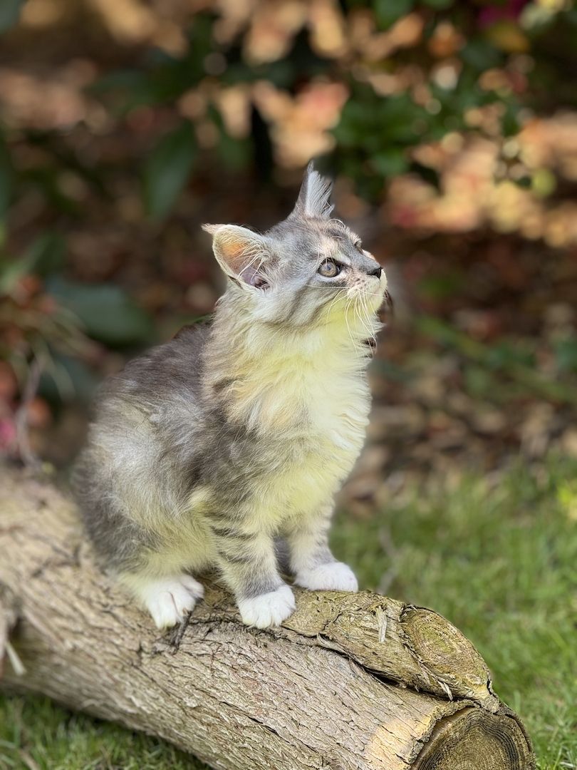 Maine Coon Kitten