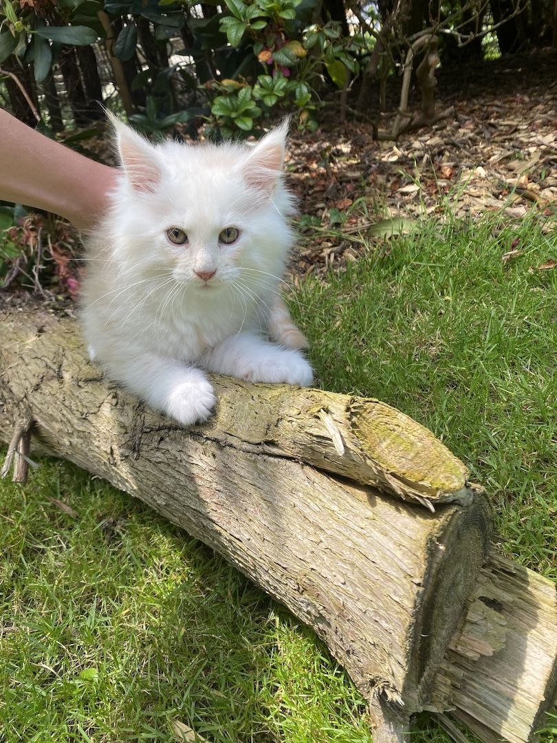 Maine Coon Kitten