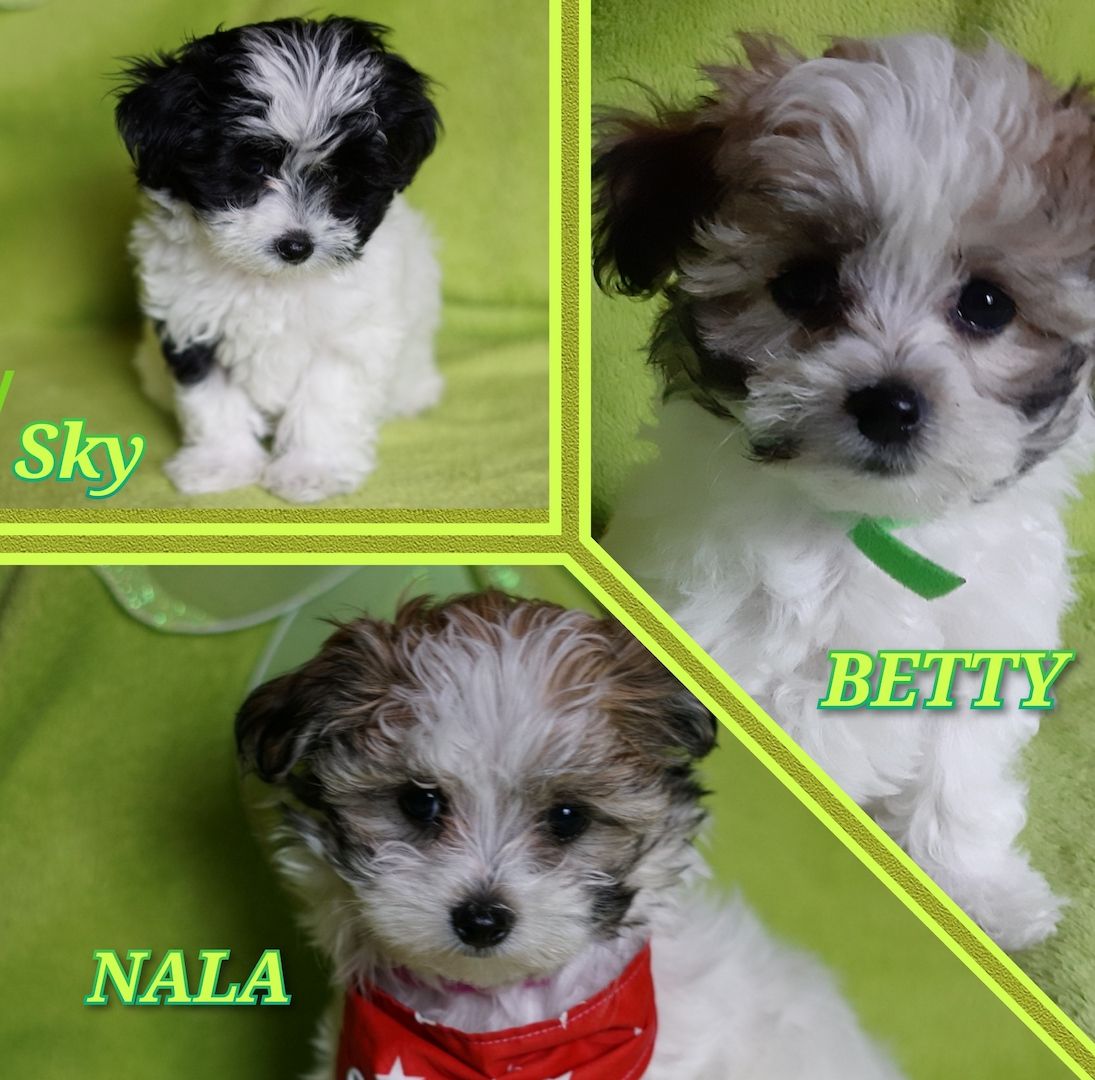 Bolonka Zwetna Welpen (reinrassig)